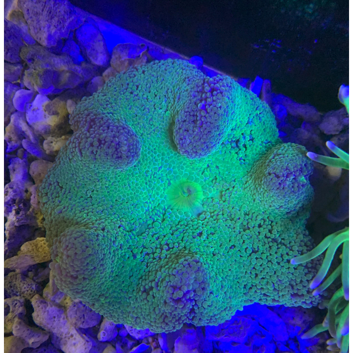 Anemon Karpet Hijau B / Carpet Anemone