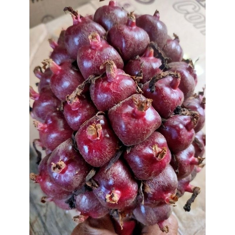 

Honje laka merah segar