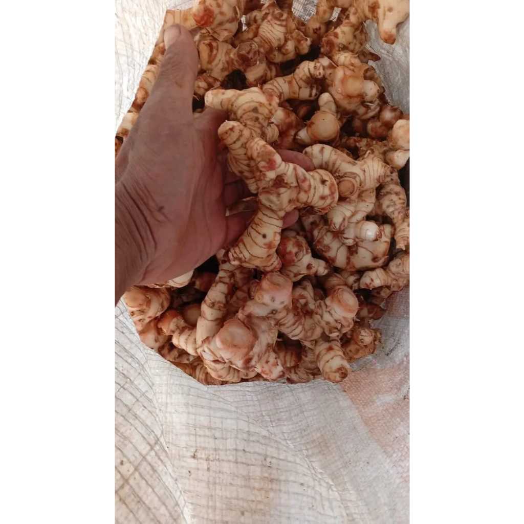 

LENGKUAS / LENGKOAS / LAOS PUTIH FRESH & SEGAR