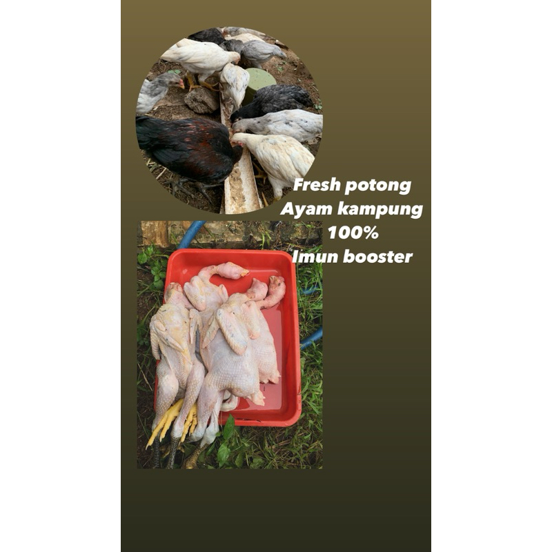 

ayam kampung kub fresh potong