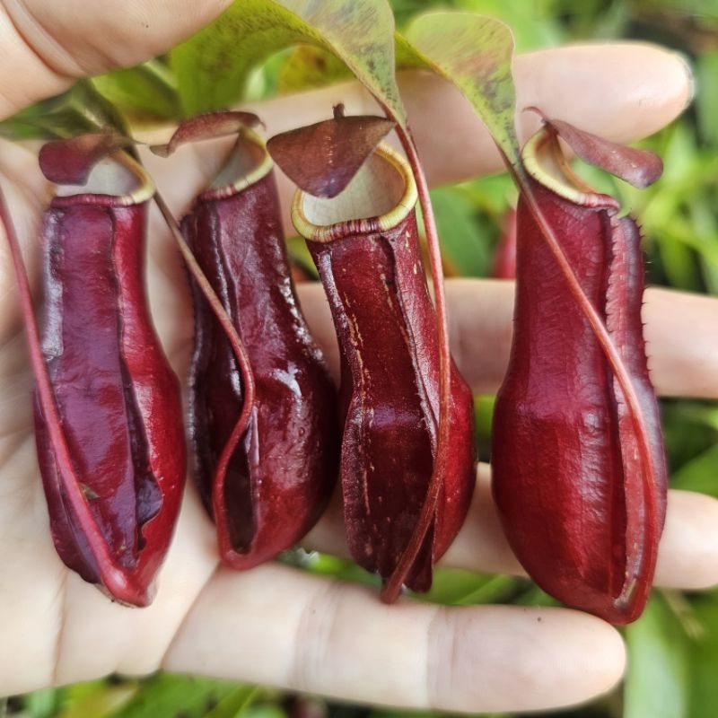 

jenis pemula super easy grow Mirabillis chili red