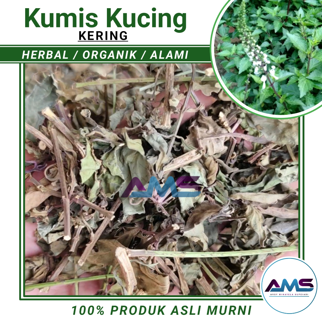 

Daun Kumis Kucing Kering (500 gram) Herbal Batu Ginjal Sakit Pinggang Buang Air Kecil Tidak Lancar