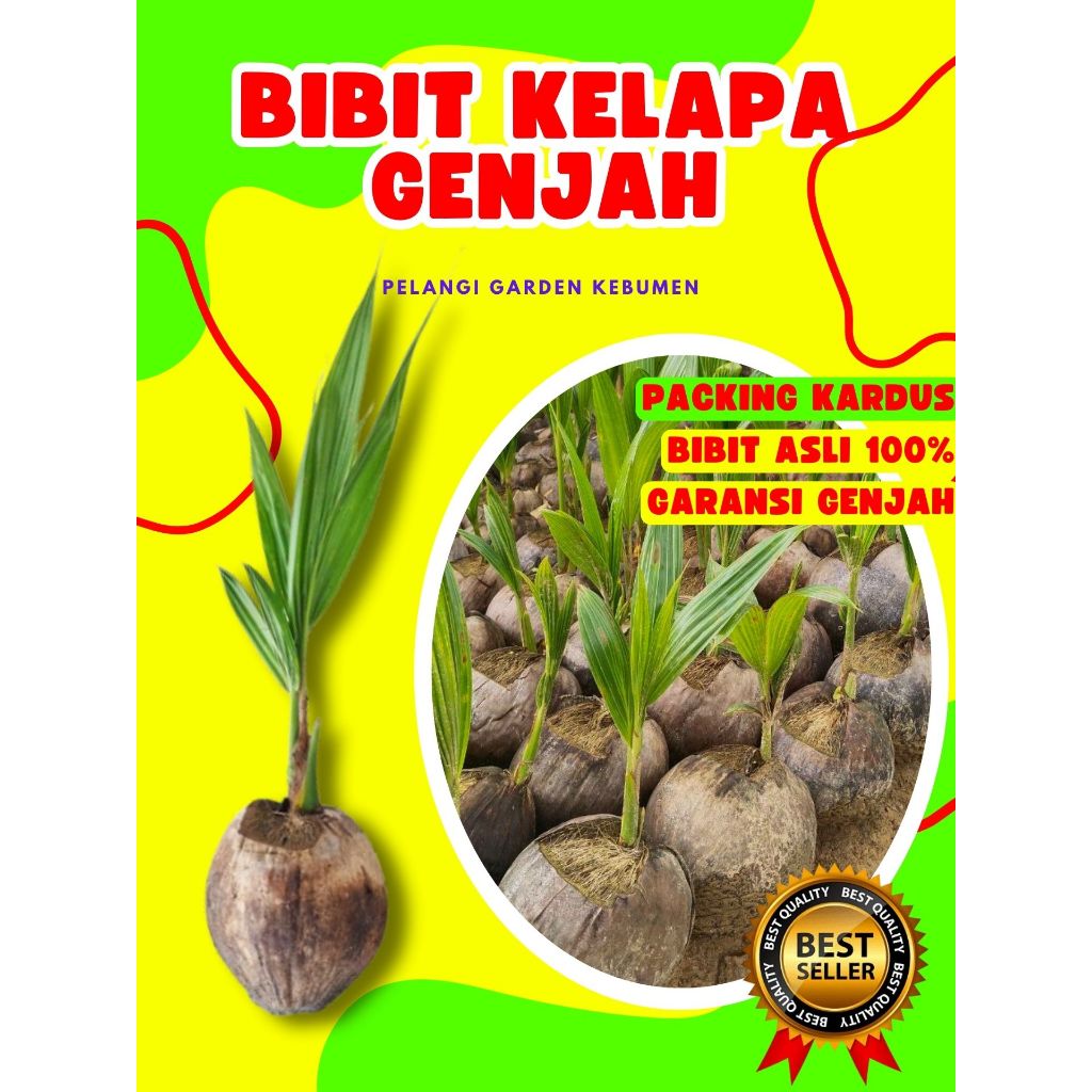 PALING DICARI.. Bibit Kelapa Besar, Bibit Kelapa Bonsai, Bibit Kelapa Buah Besar