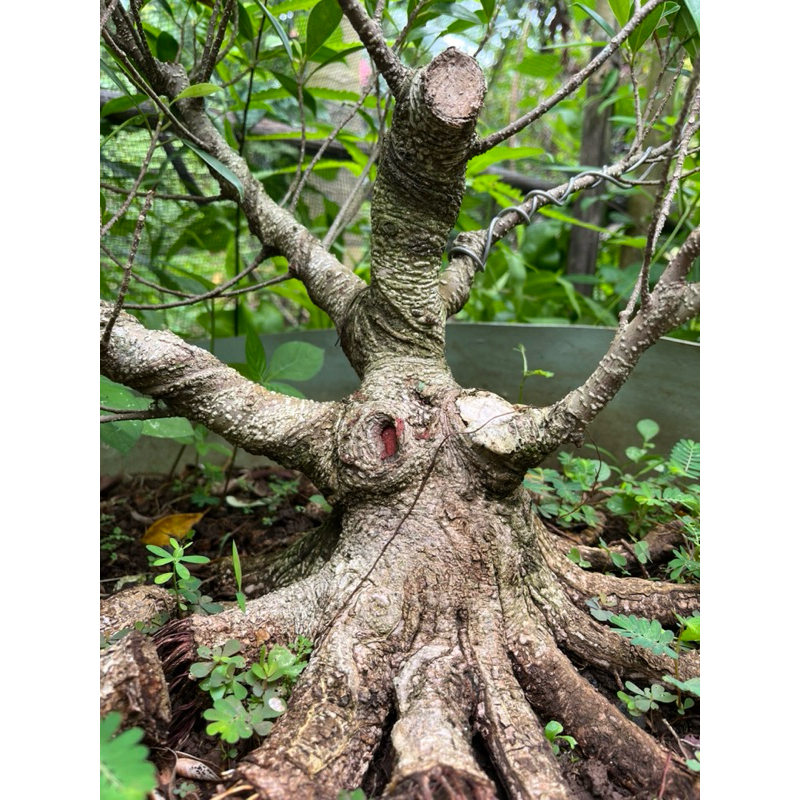 Bahan Bonsai Bibit Kimeng Super Murah +25 cm