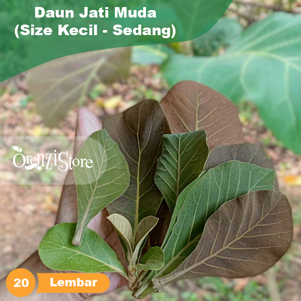 

Pucuk Daun Jati Muda Size Kecil - Sedang Pewarna Ecoprint Gudeg