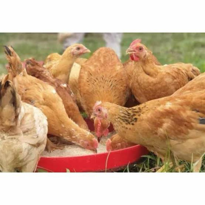 TELUR FERTIL AYAM MERAWANG MULTIGUNA UNGGUL UNTUK DI TETASKAN