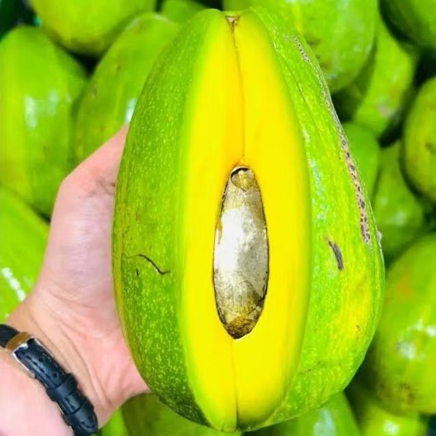 

alpukat mentega premium mengkel satuan /biji