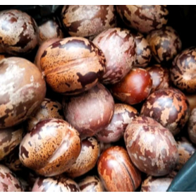 

Biji Karet Kualitas Terbaik 1 Biji