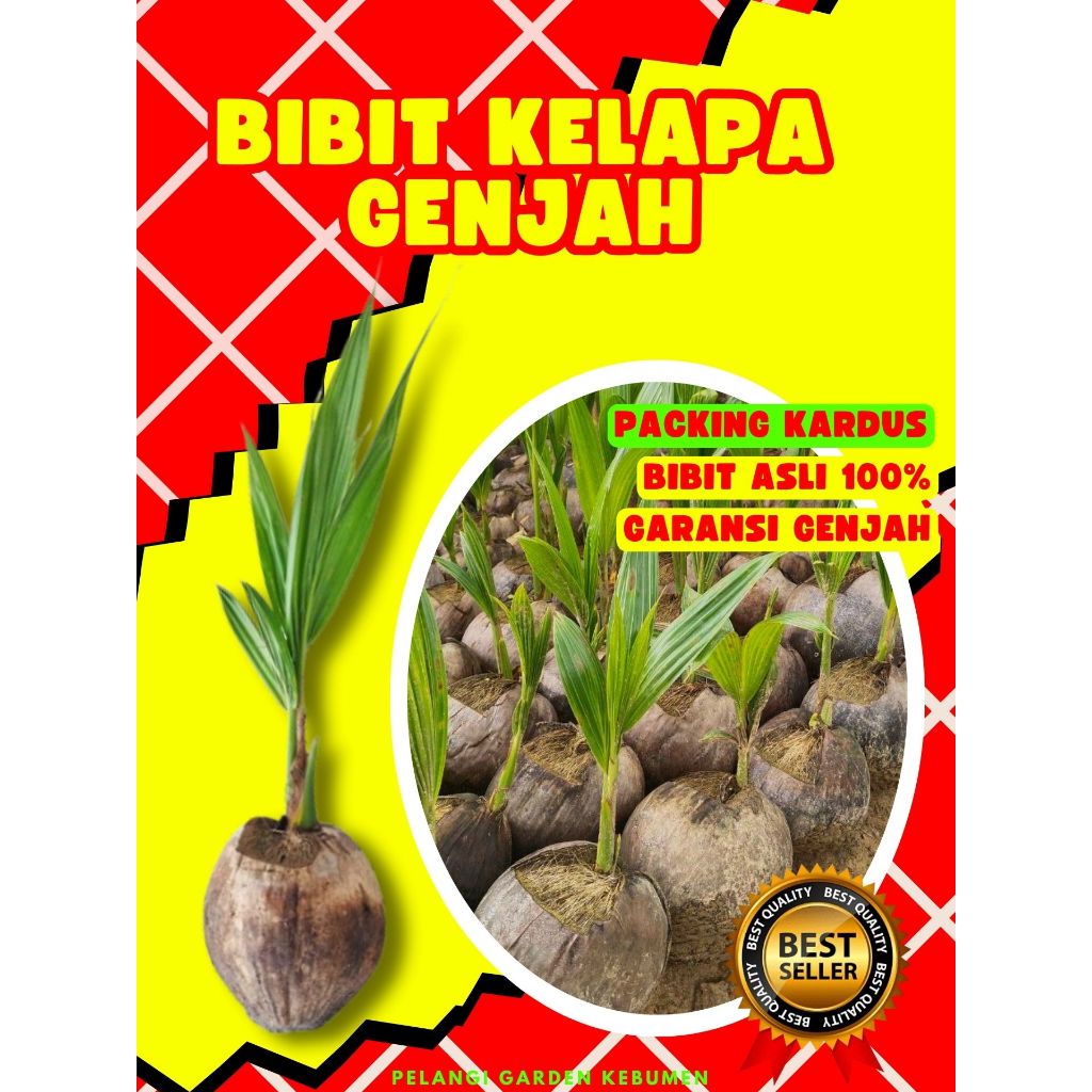 KUALITAS UNGGUL..! Bibit Kelapa Entok Anakan, Bibit Kelapa Entok Anak, Bibit Kelapa Entok Kecil