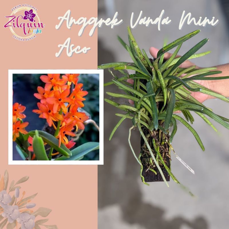 Anggrek Vanda Mini Asco