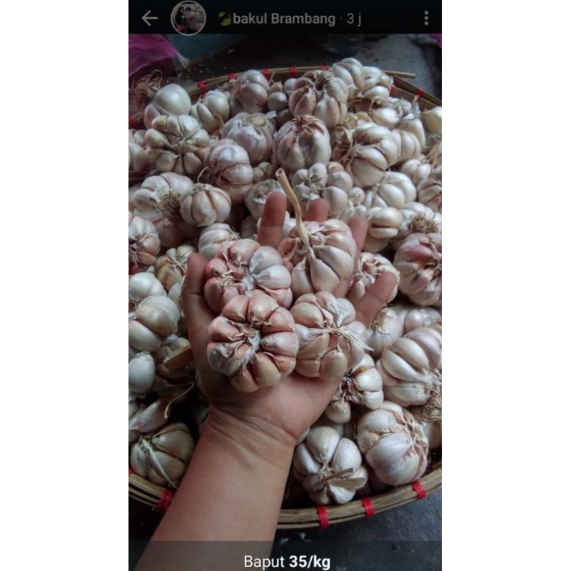 

bawang putih kondisi bersih