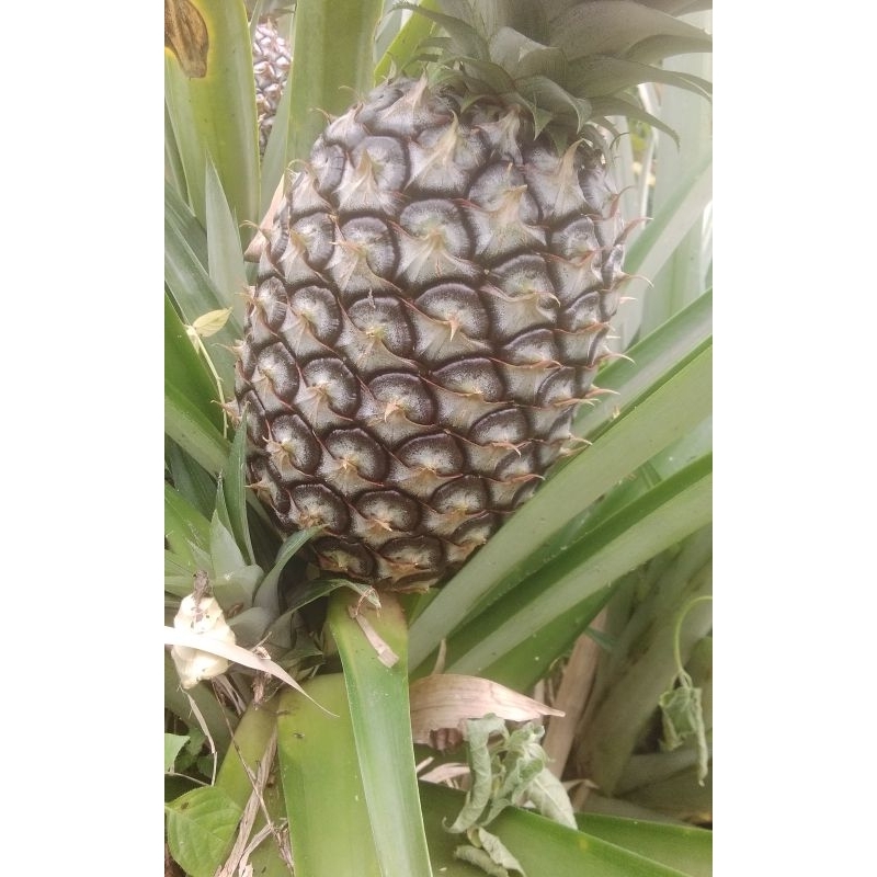 

Nanas Muda Segar Asli Bukittinggi