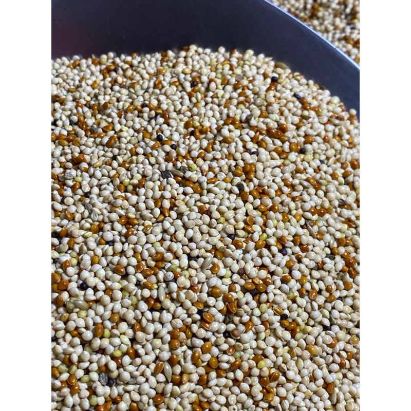 pakan burung milet putih campur 1kg mixeed kenari seed campur