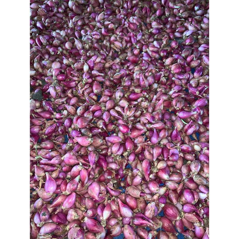 

[PROMO] BAWANG MERAH TANGGUNG/SEDANG KECIL MURAH