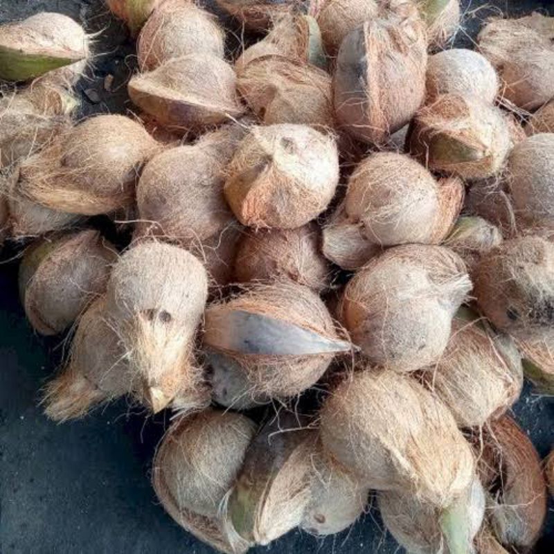 

KELAPA TUA WONOSOBO