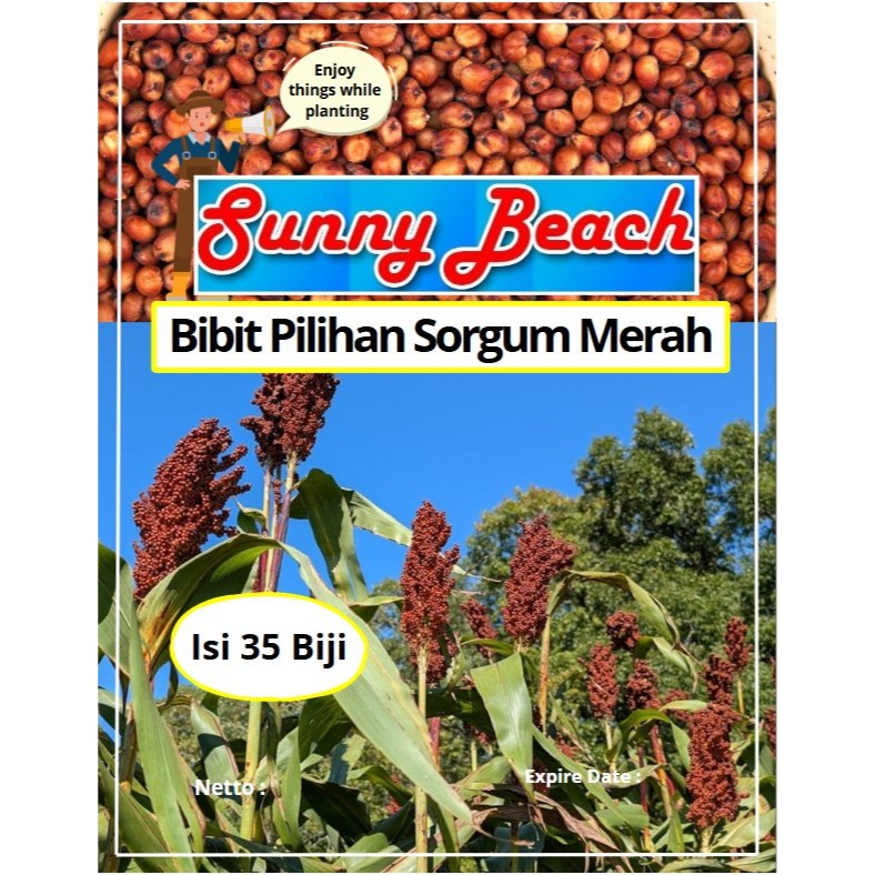 Bibit Pilihan Sorgum Merah | Benih Sorgum Merah