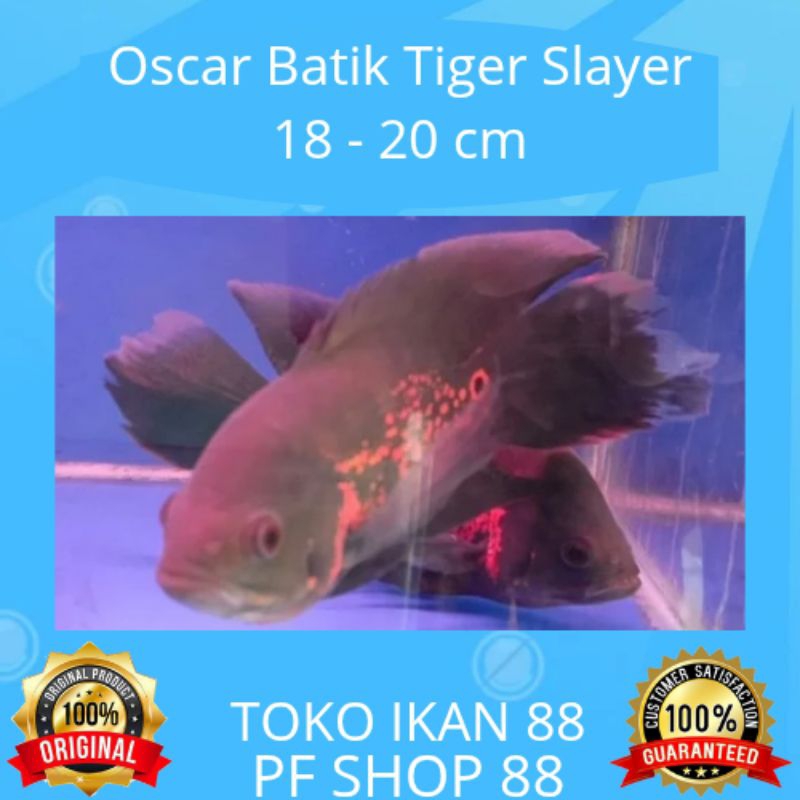 Ikan Hias Oscar Batik Tiger Slayer 18 - 20 cm