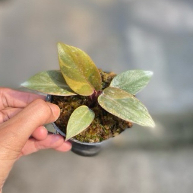 Philo Black Cardinal Varigata