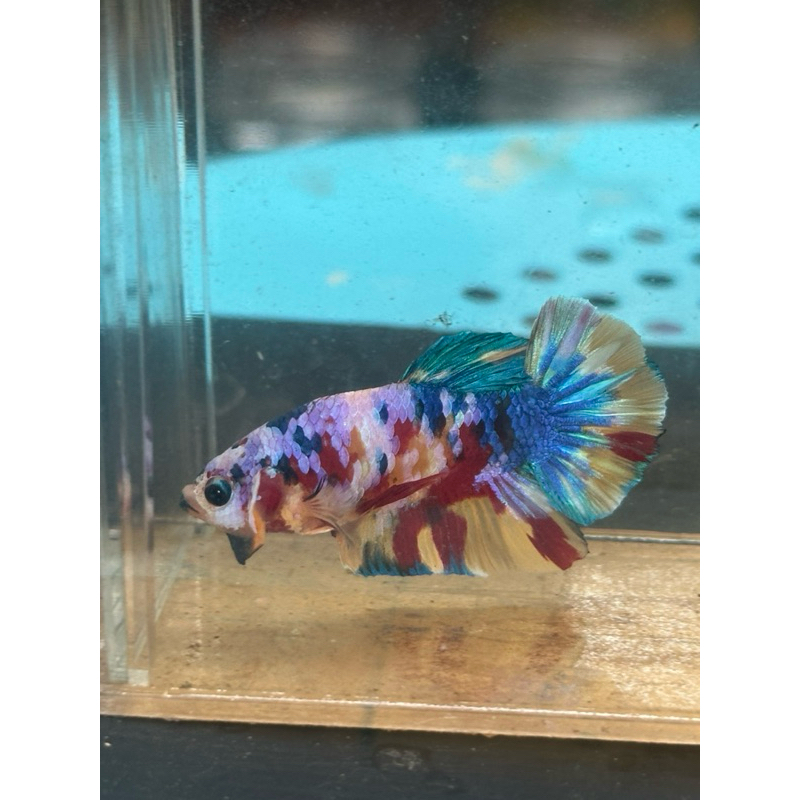 Male YellowBase Multicolor kode MCL-07 - hiasan aquarium