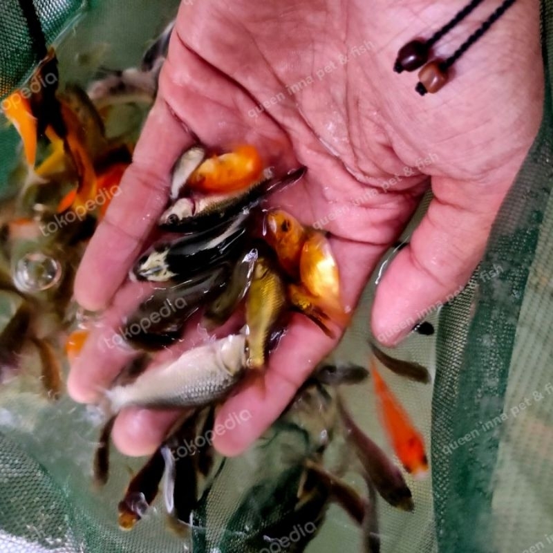 pakan predator pakan ikan mas hidup taker 10K murah