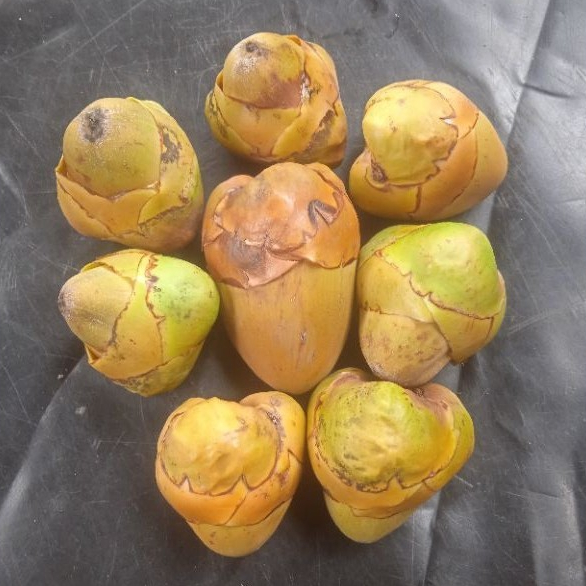 

Beluluk Kelapa Muda Segar – 5 Butir | Buah Kelapa Kecil untuk Kesehatan & Olahan Tradisional