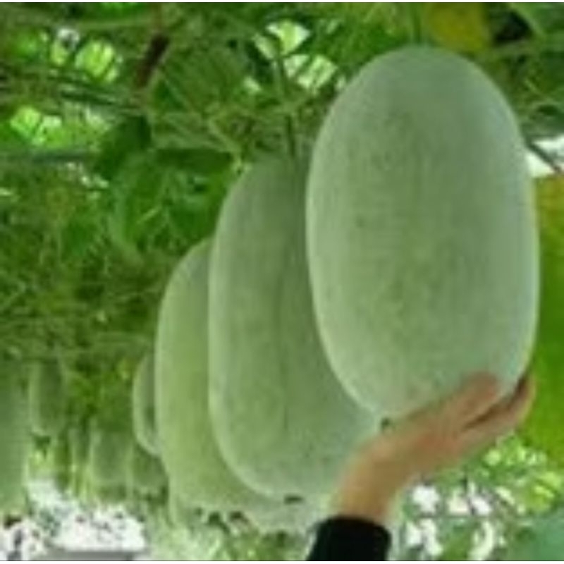 

buah kundur segar ukurang 1.5kg jual perbuah ya kak