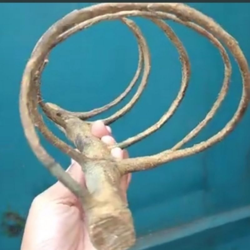 Bahan bonsai dongkelan