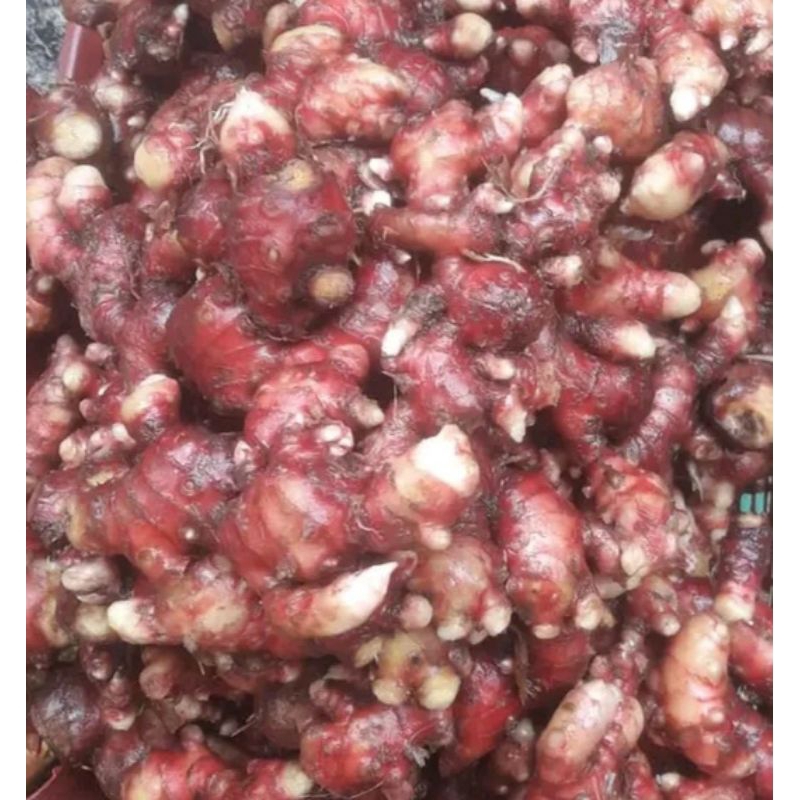 

Jahe merah fresh full tua 500 gram