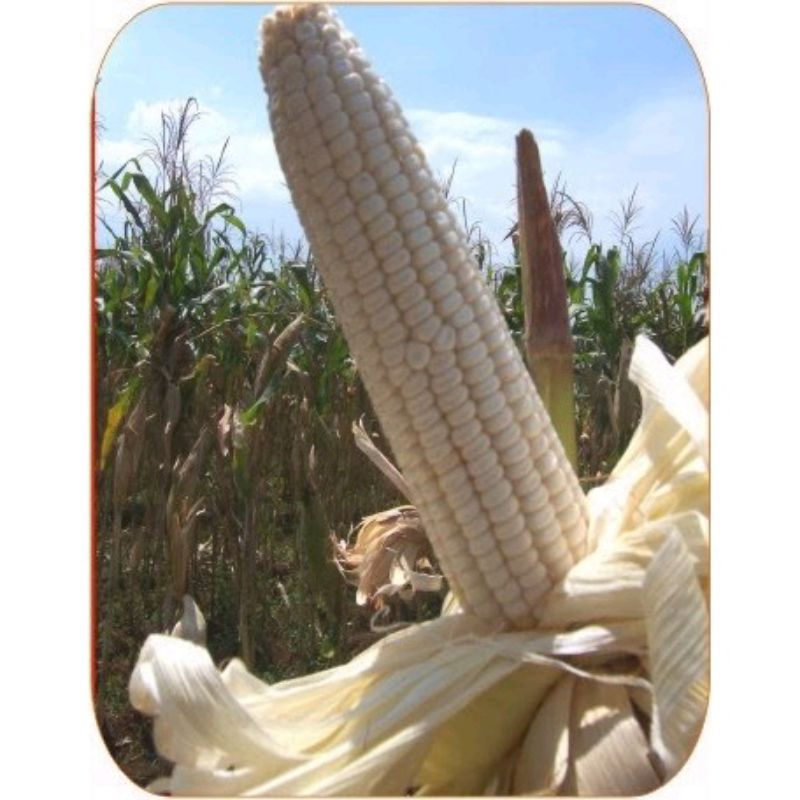 

1 KG JAGUNG KETAN PUTIH // JAGUNG PULUT