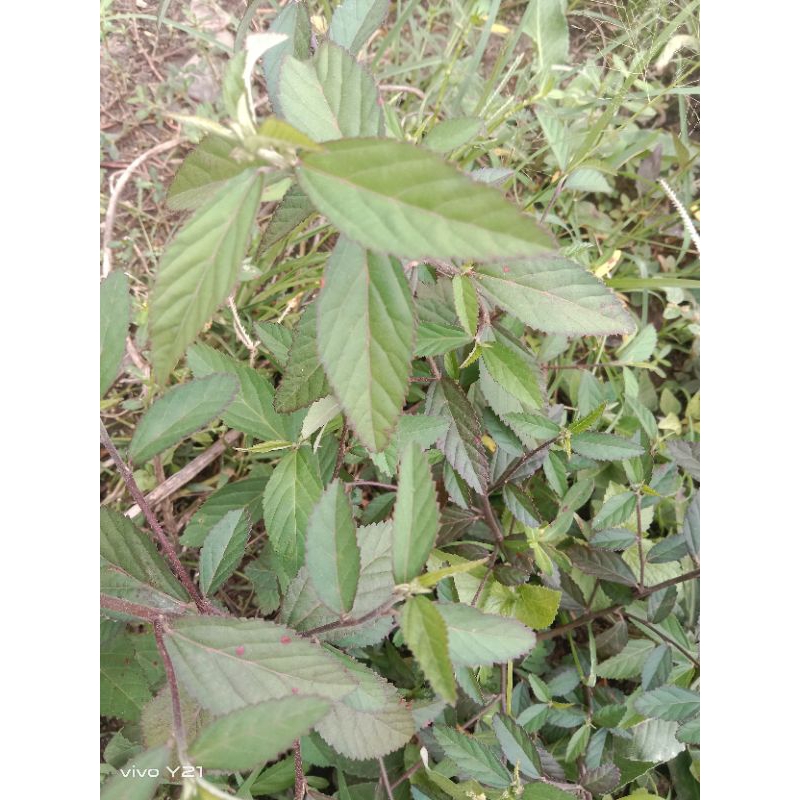 

daun sindanggori+batang segar/250gram