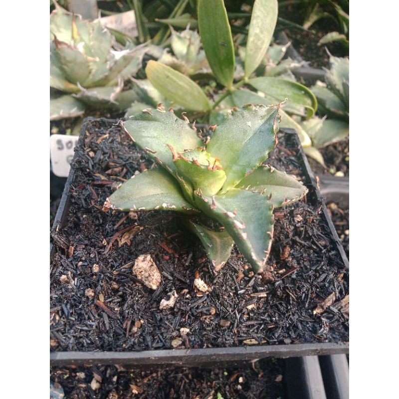 Agave Titanota sunburn