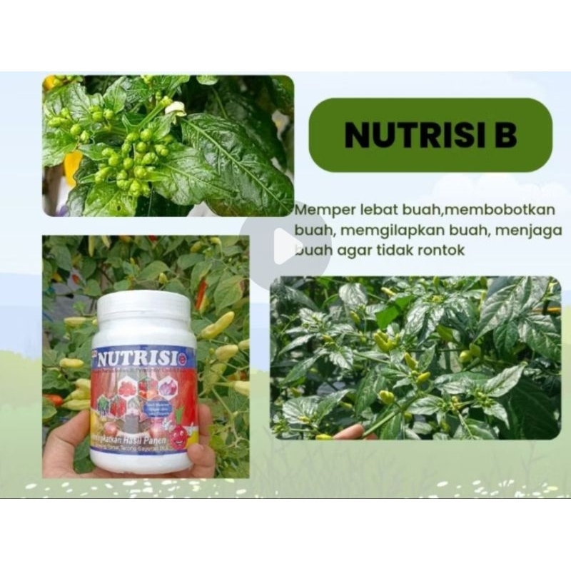 NUTRISI B 250g