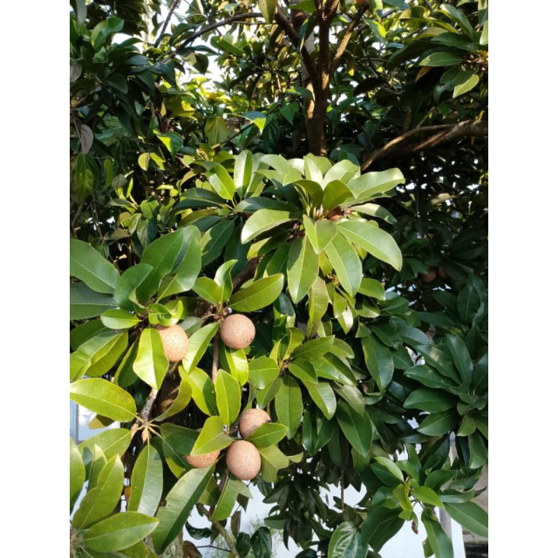 

DAUNSAWOFRESHDIPETIKSAATDIPESANBEBASPESTISIDA