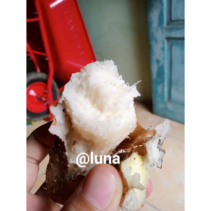 

UMBI GEMBILI