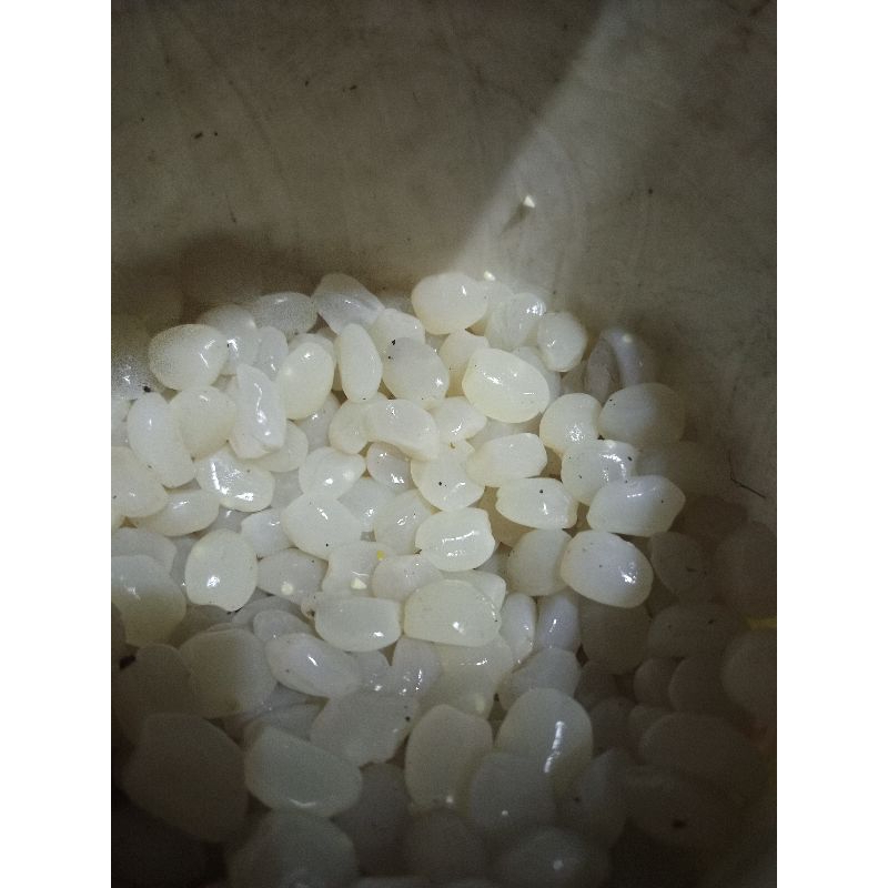 

jual cangkaleng/caruluk buah pohon aren segar 1kg bersih