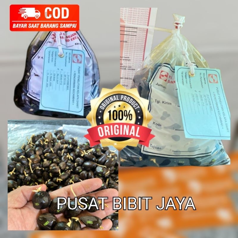 bibit kecambah sawit DAMIMAS unggul dan bersertifikat