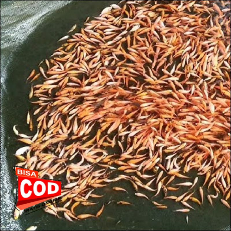 bibit ikan nila berkualitas isi 100ekor