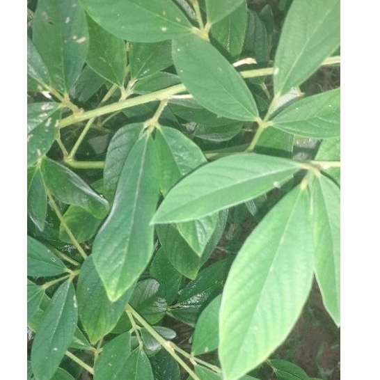 

daun kacang hiris sgar' daun herbal kacang hiris..