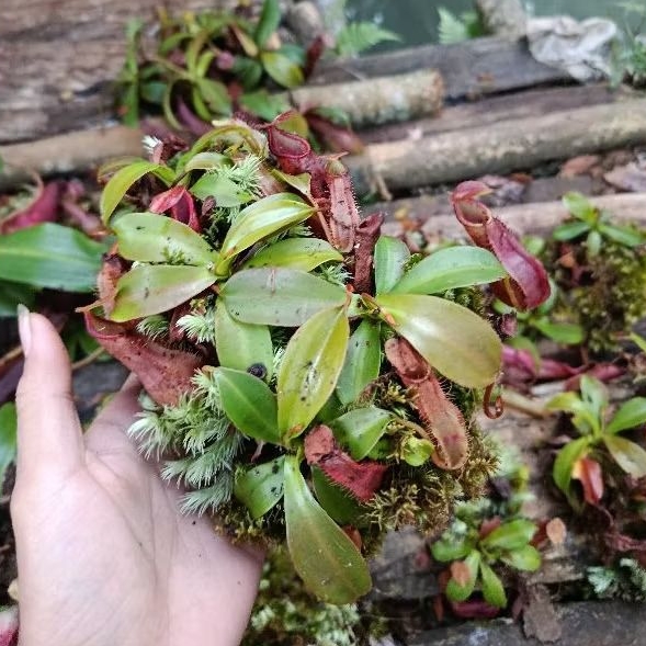 bibitan tanaman hias anggrek kantong semar siap tanam