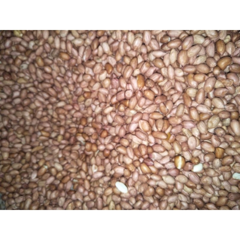 

Kacang Tanah Karung Goni 1 kg