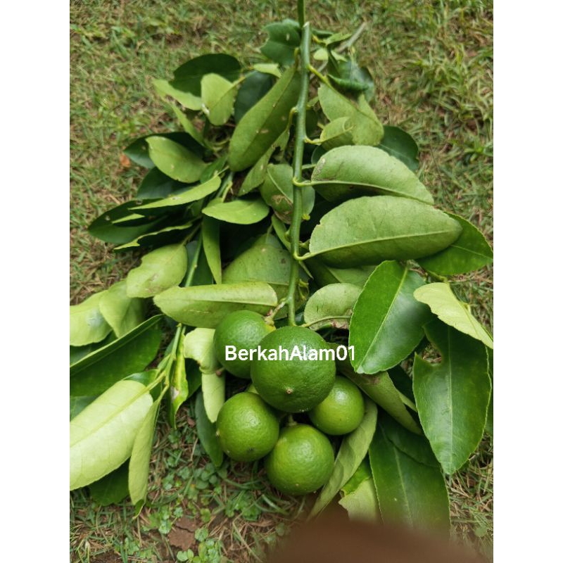 

daun jeruk nipis asli segar