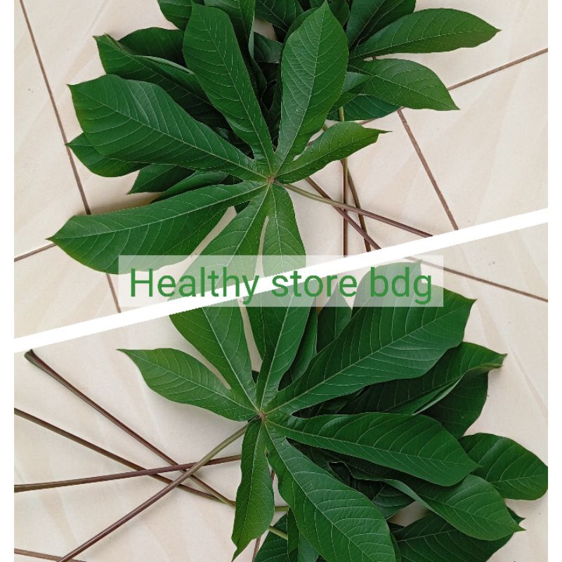 

Daun singkong karet segar petik langsung paket 1 kg