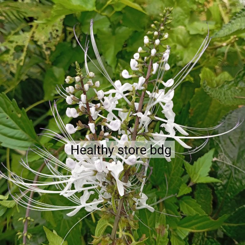 

Bunga kumis kucing segar khusus bunga paket 15 pcs