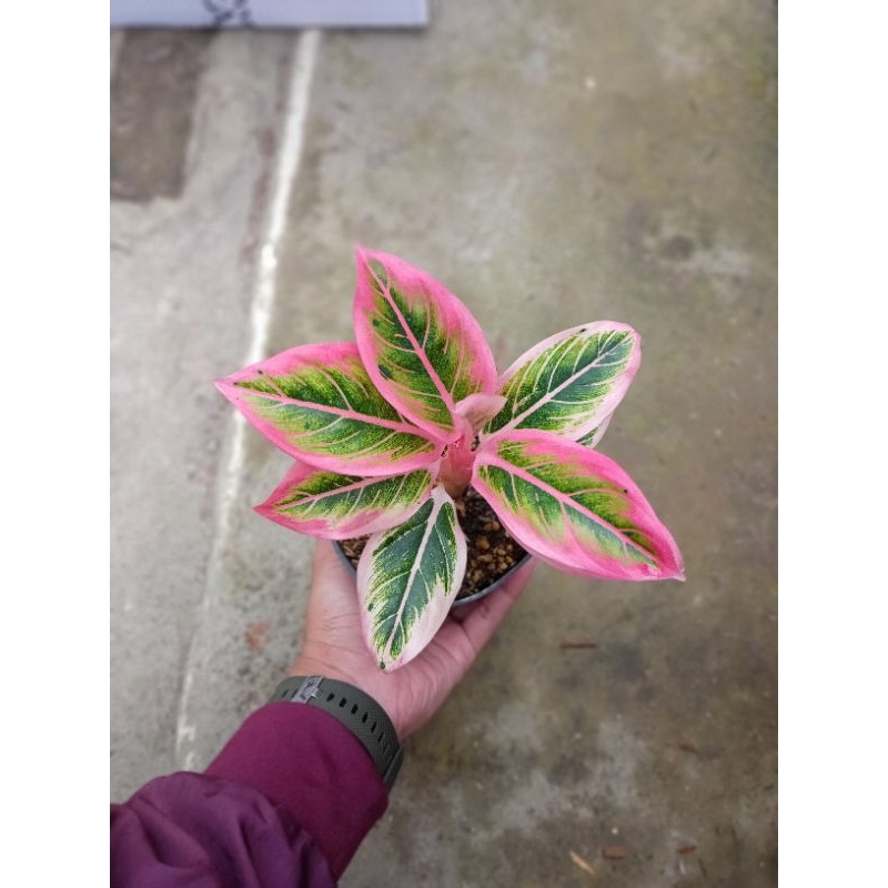 Aglaonema Lotus Pink / Tanaman Hias Aglaonema Lotus Pink