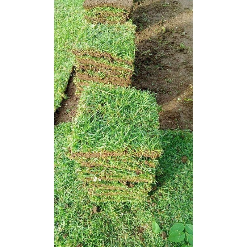 LAWU TANI-paket 1 makam rumput jepang