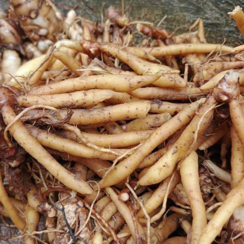 

temu kunci segar dan bersih 500 gram