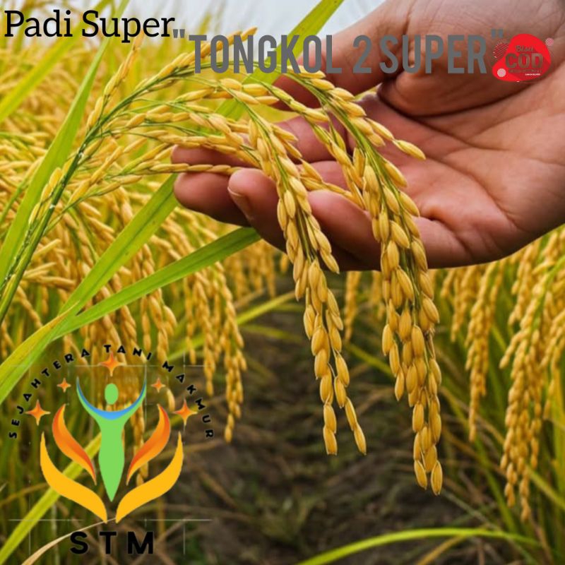 Benih Padi Unggul TONGKOL 2 Super kemasan 5Kg Kualitas Super Unggul