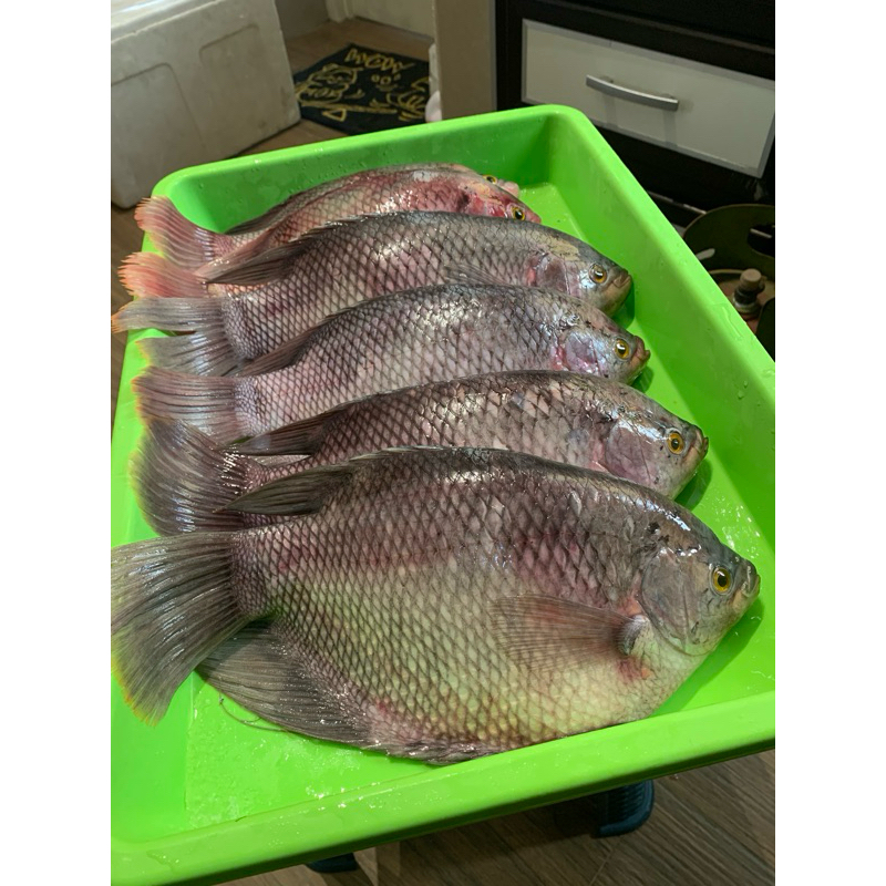 

Ikan Gurame Fresh 1kg