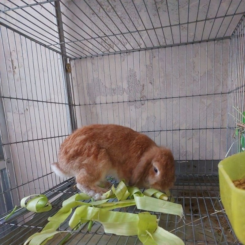kelinci holland lop indukan betina orange