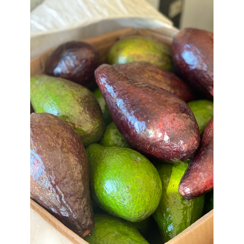 

Alpukat Mentega Aligator